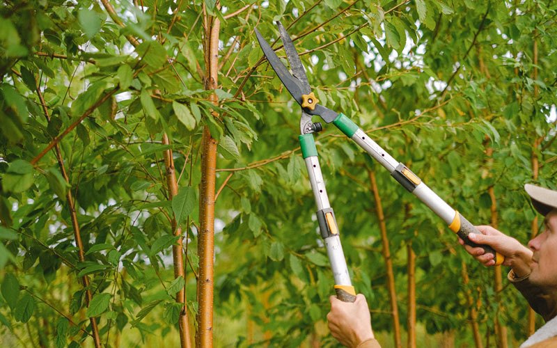 Tree trimming in Chrisney, IN